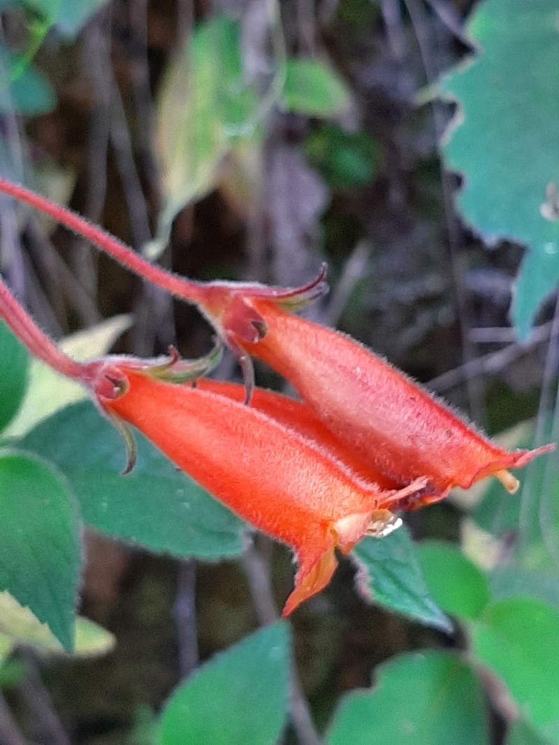 Moussonia jaliscana photo 7