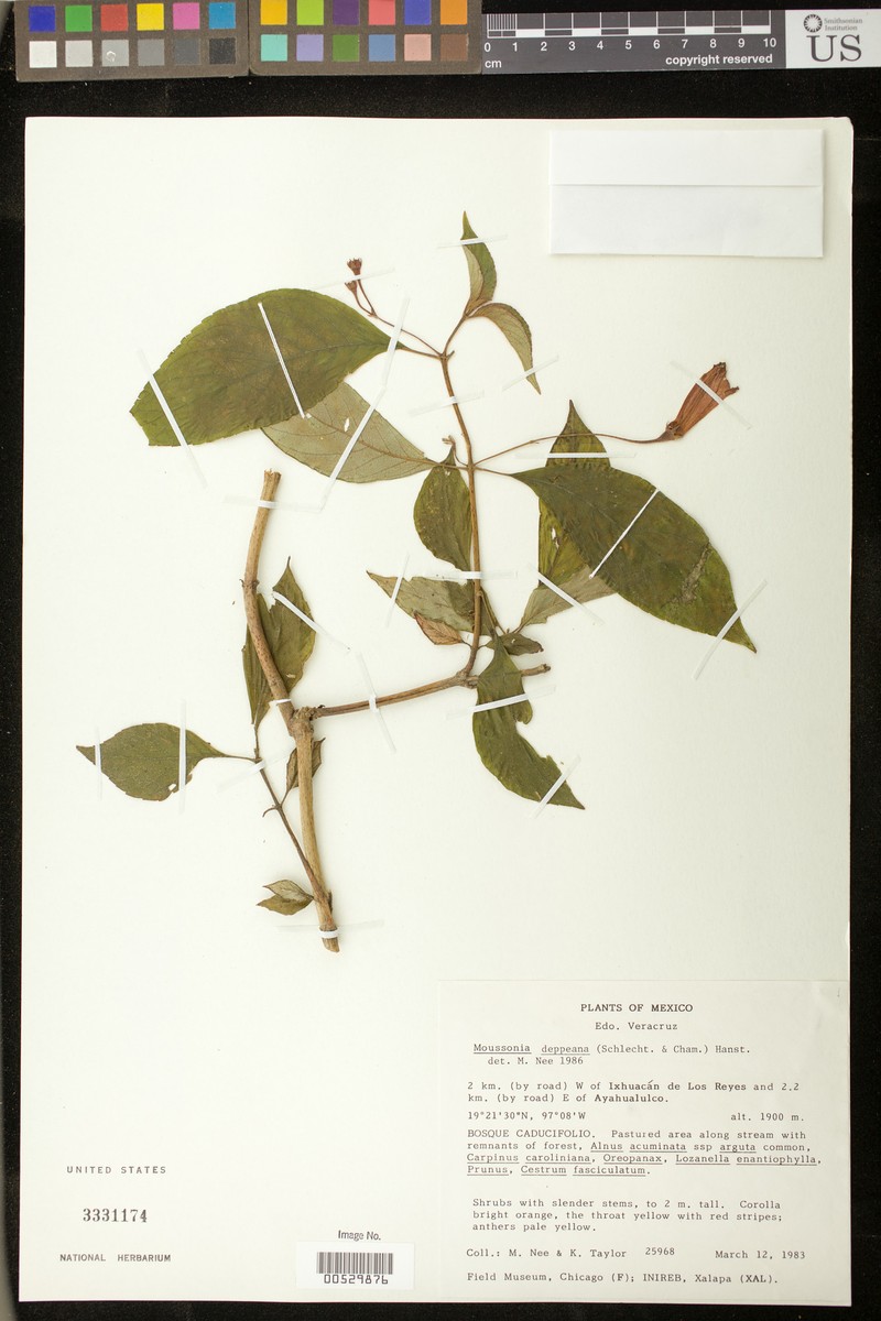 Moussonia pedunculata