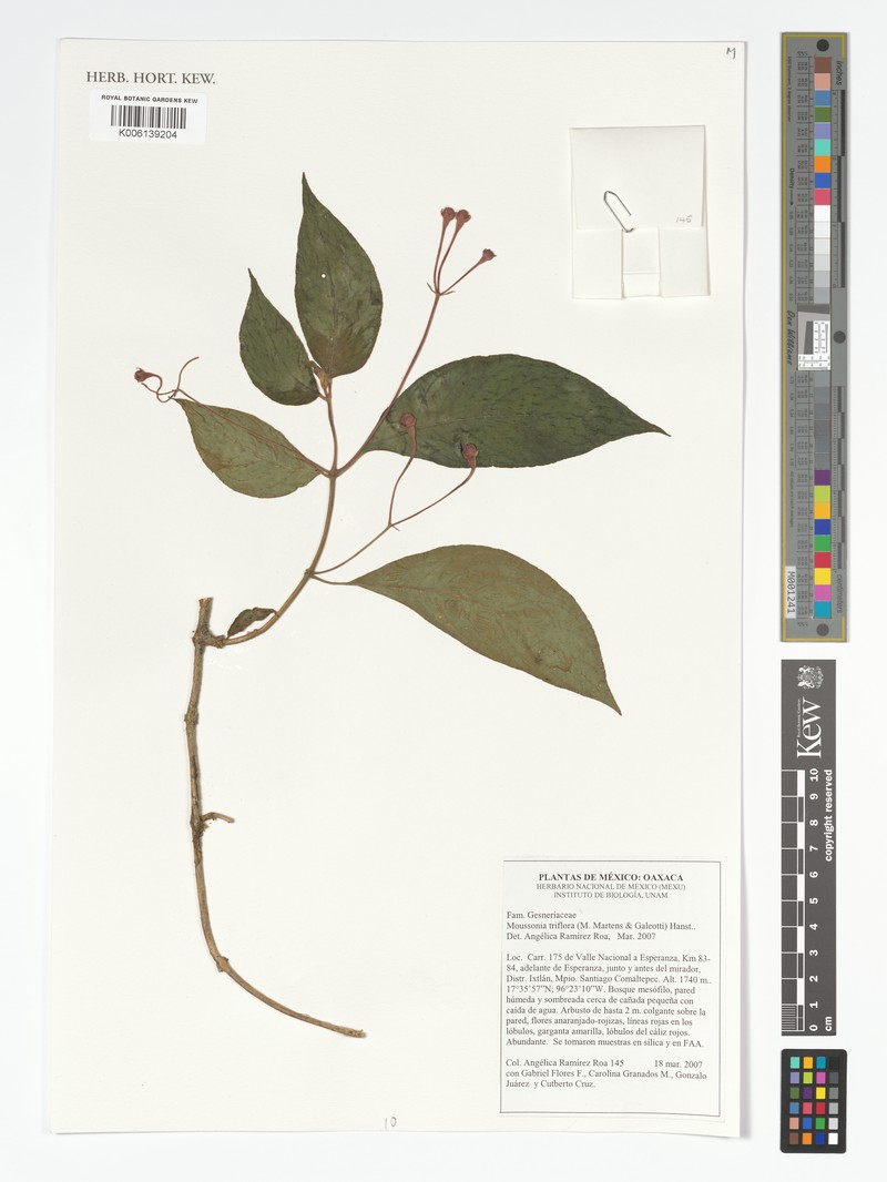 Moussonia triflora