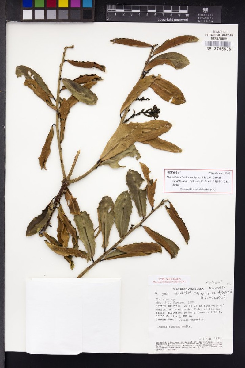 Moutabea chartacea