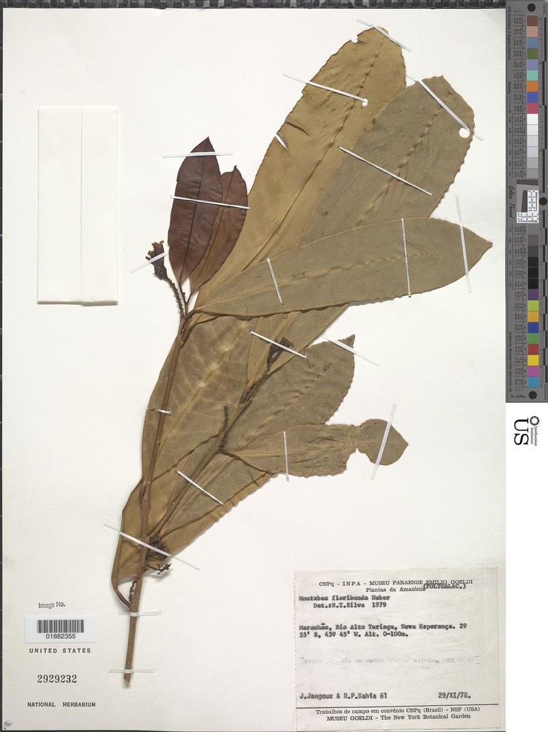 Moutabea floribunda