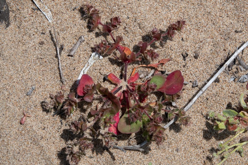 California Spineflower photo 5