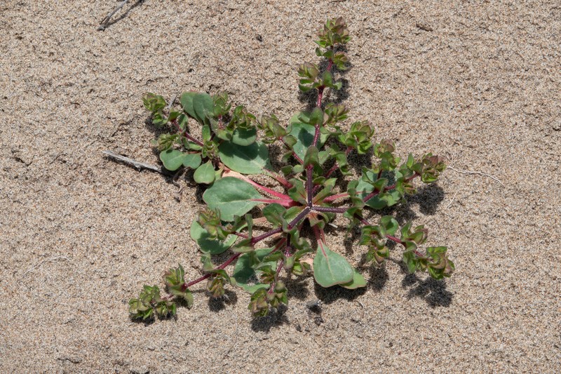 California Spineflower photo 6
