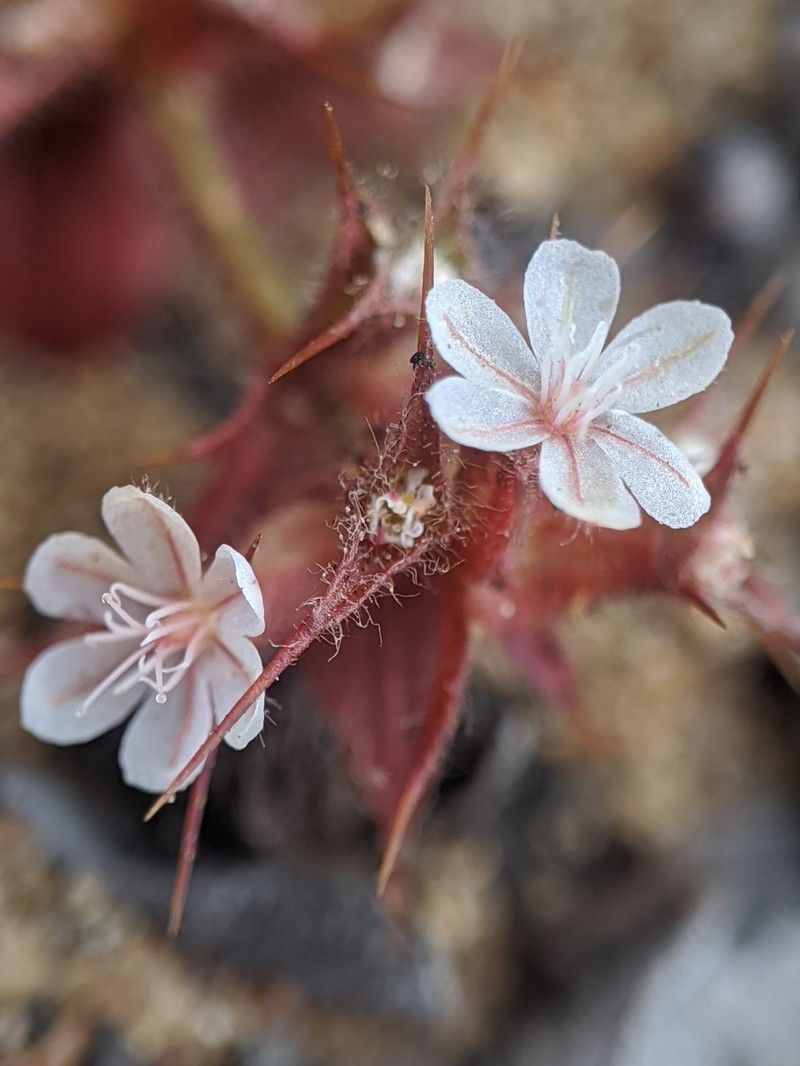 California Spineflower