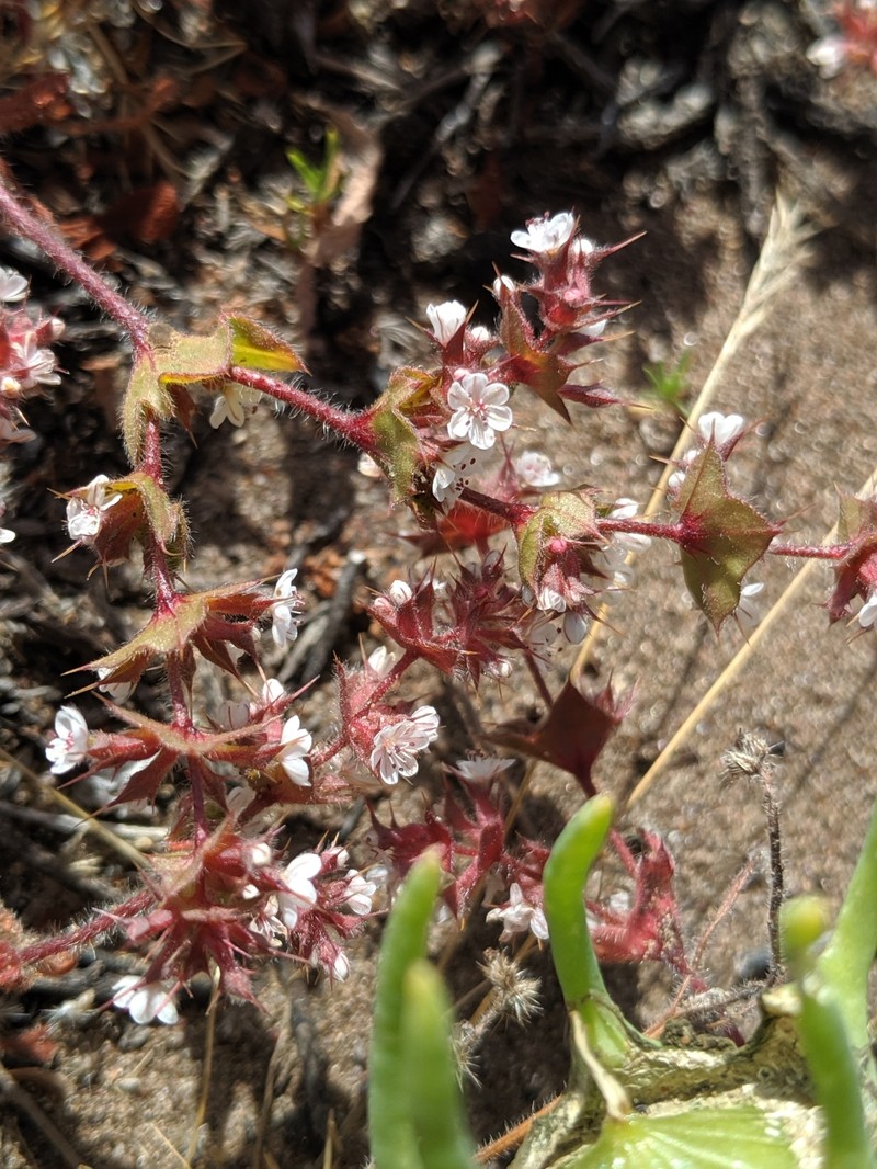 California Spineflower photo 2