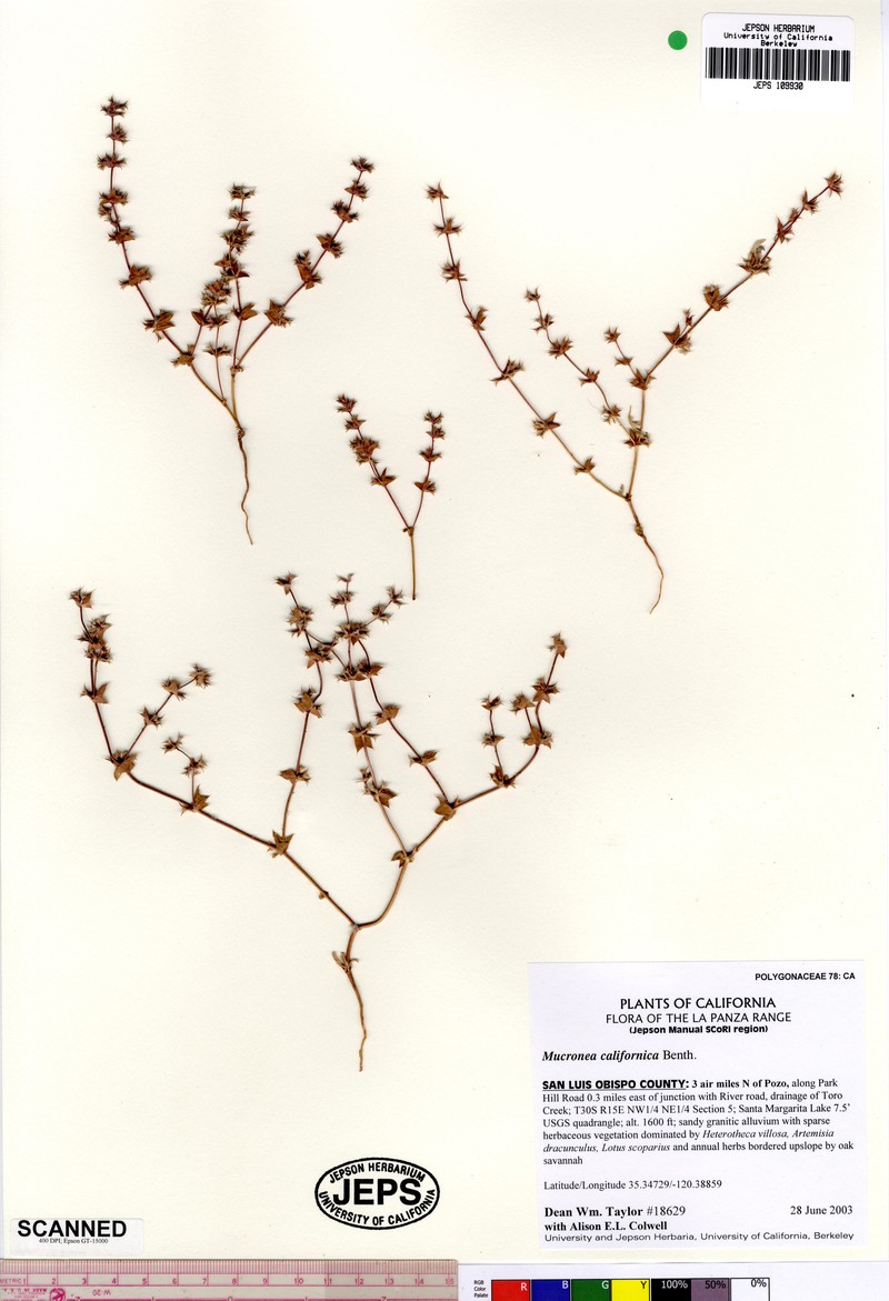 California Spineflower photo 3