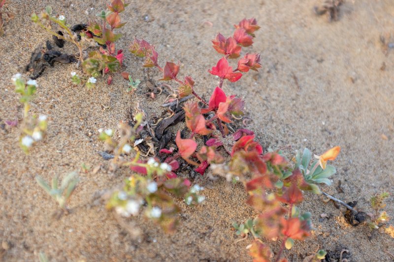 California Spineflower photo 7
