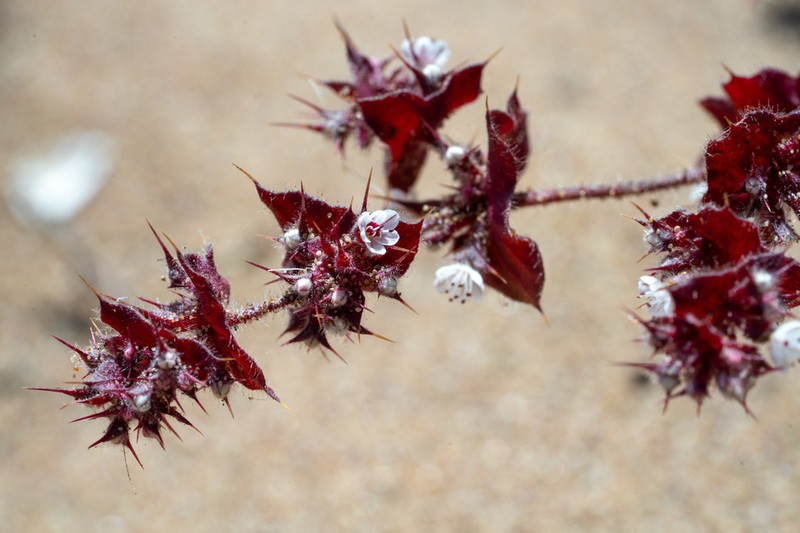 California Spineflower photo 8