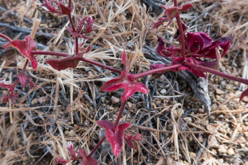 Perfoliate Spineflower photo 4