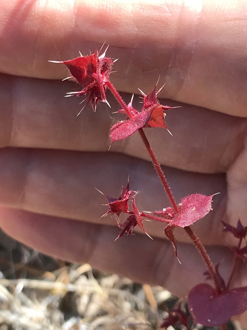 Perfoliate Spineflower photo 5