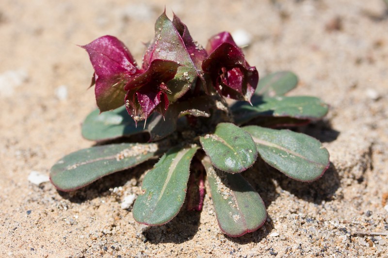 Perfoliate Spineflower photo 6