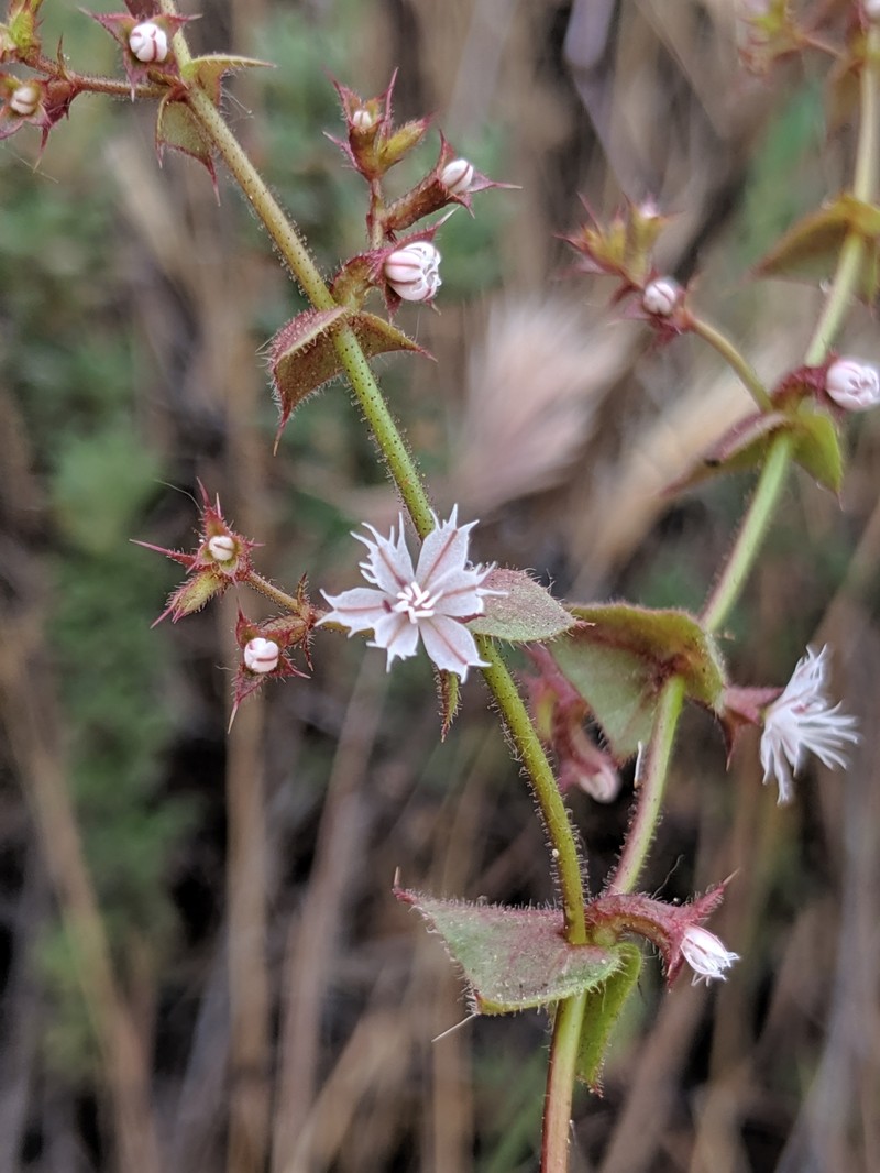 Perfoliate Spineflower photo 7