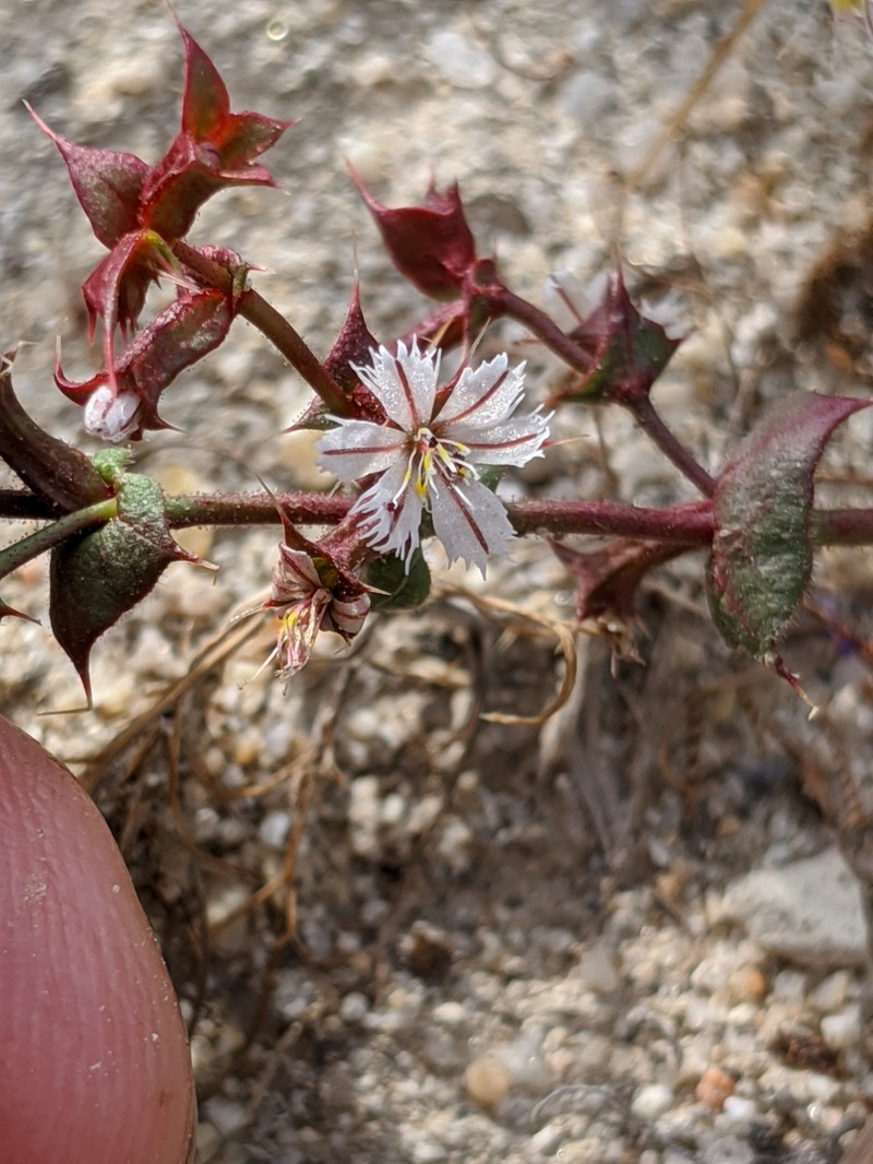 Perfoliate Spineflower photo 3