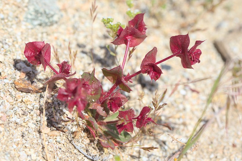 Perfoliate Spineflower