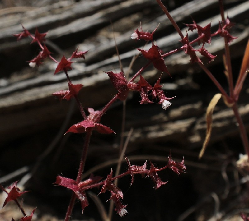Perfoliate Spineflower photo 2