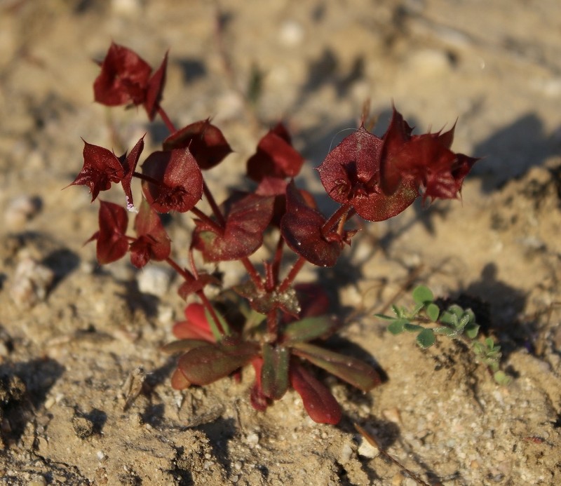 Perfoliate Spineflower photo 3