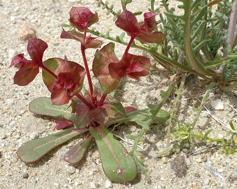 Perfoliate Spineflower photo 4