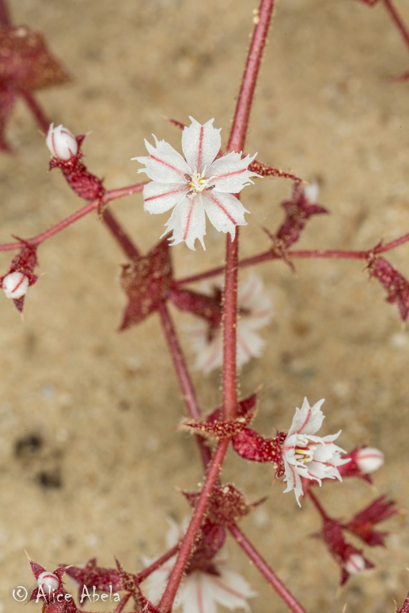 Perfoliate Spineflower photo 5