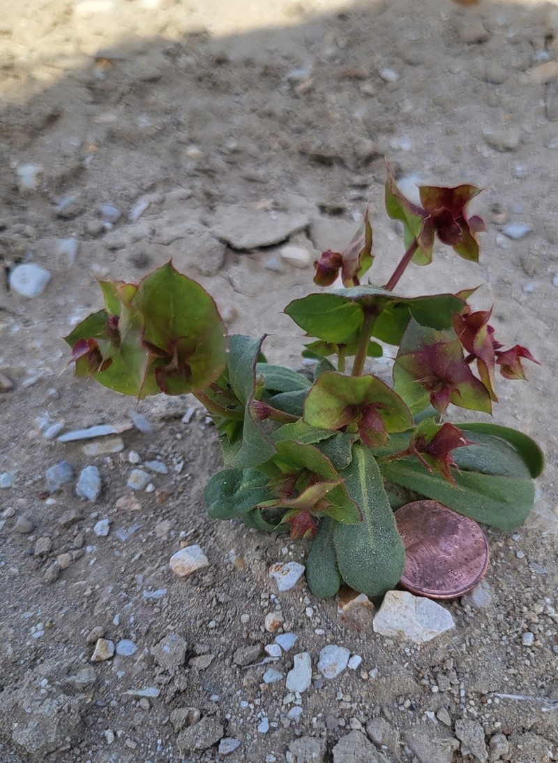 Perfoliate Spineflower photo 6