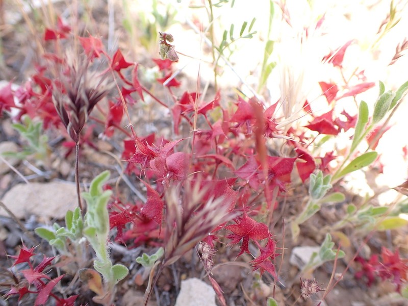 Perfoliate Spineflower photo 7