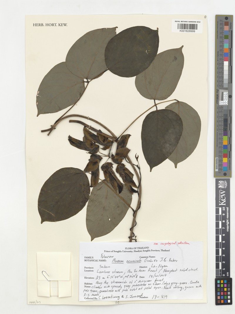 Mucuna acuminata