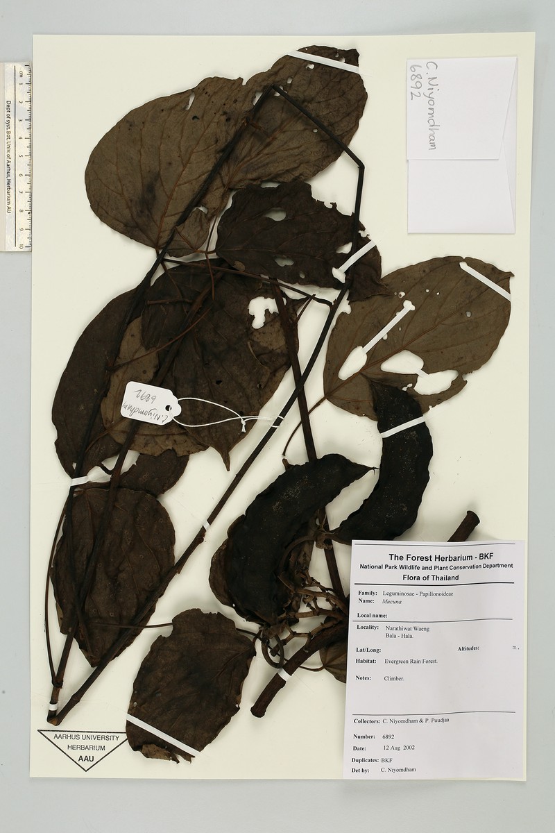 Mucuna acuminata photo 2