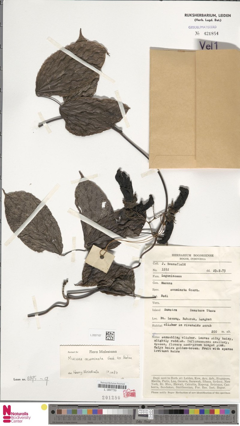 Mucuna acuminata photo 3