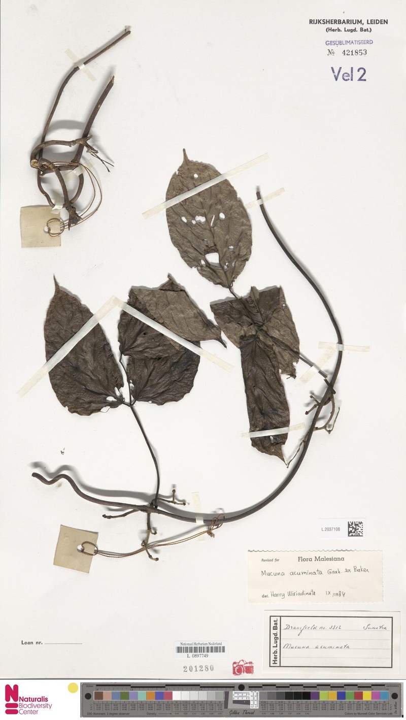 Mucuna acuminata photo 4