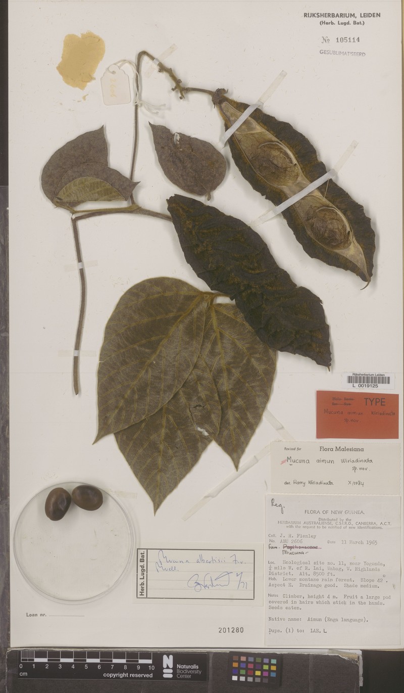Mucuna aimun
