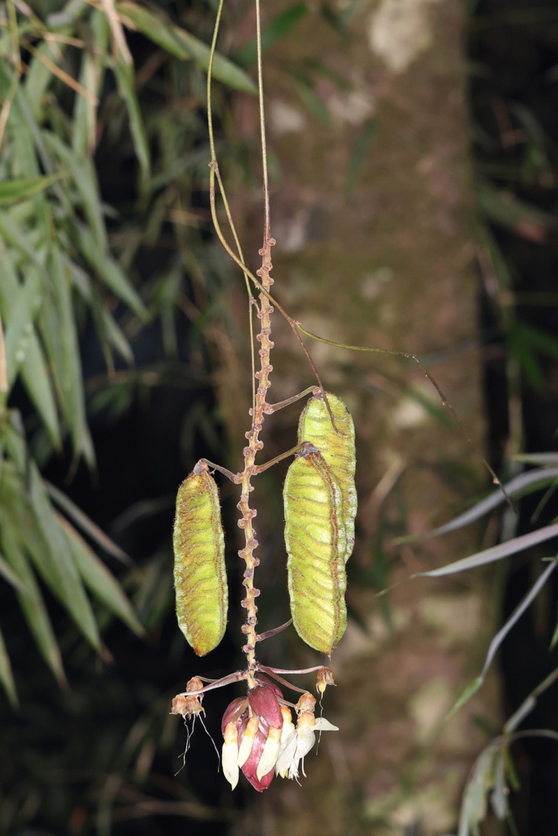 Mucuna angustifolia