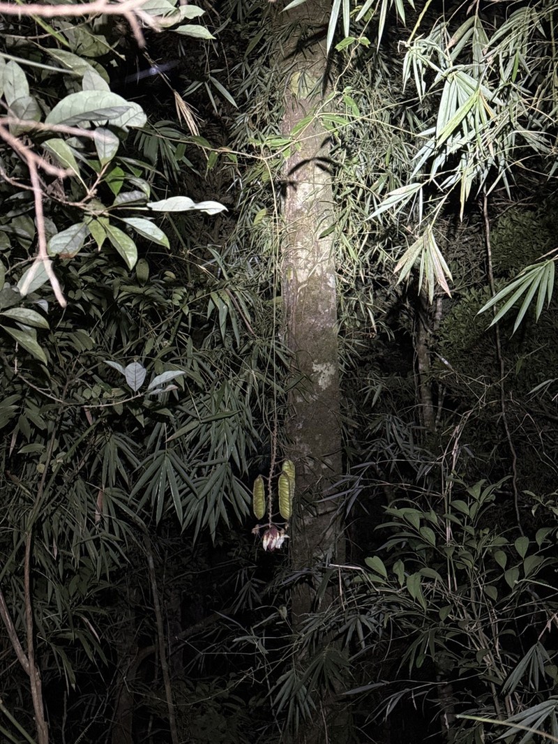 Mucuna angustifolia photo 2