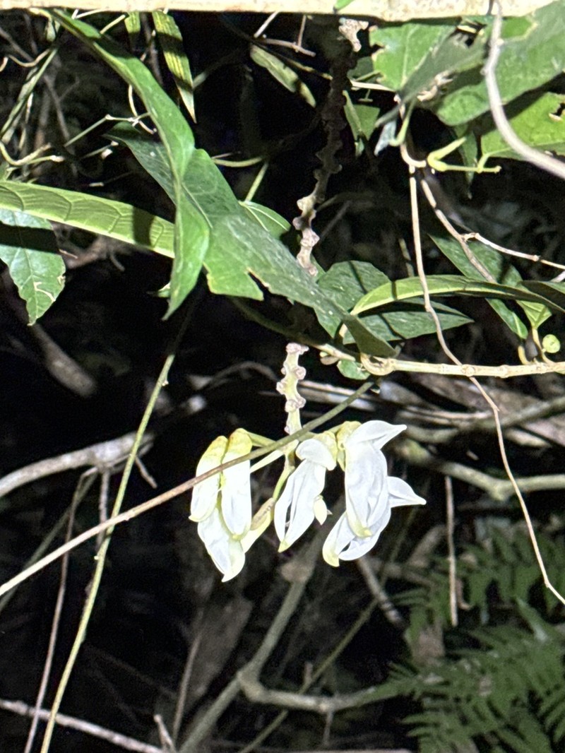 Mucuna angustifolia photo 3