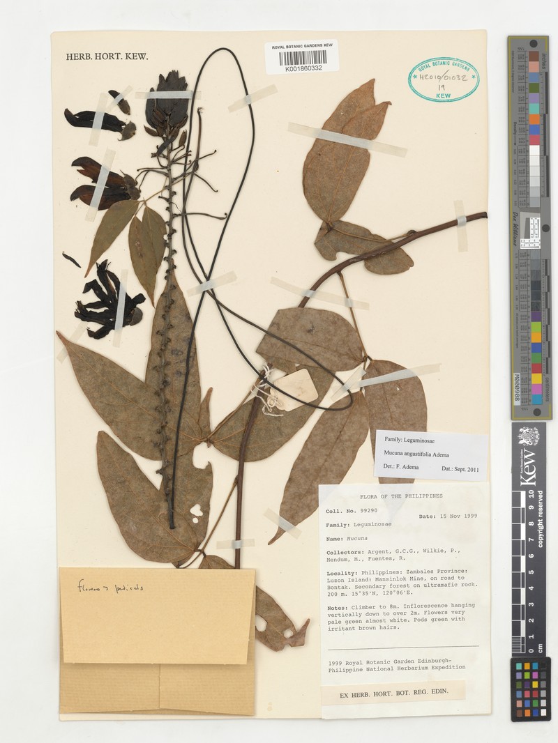 Mucuna angustifolia photo 4