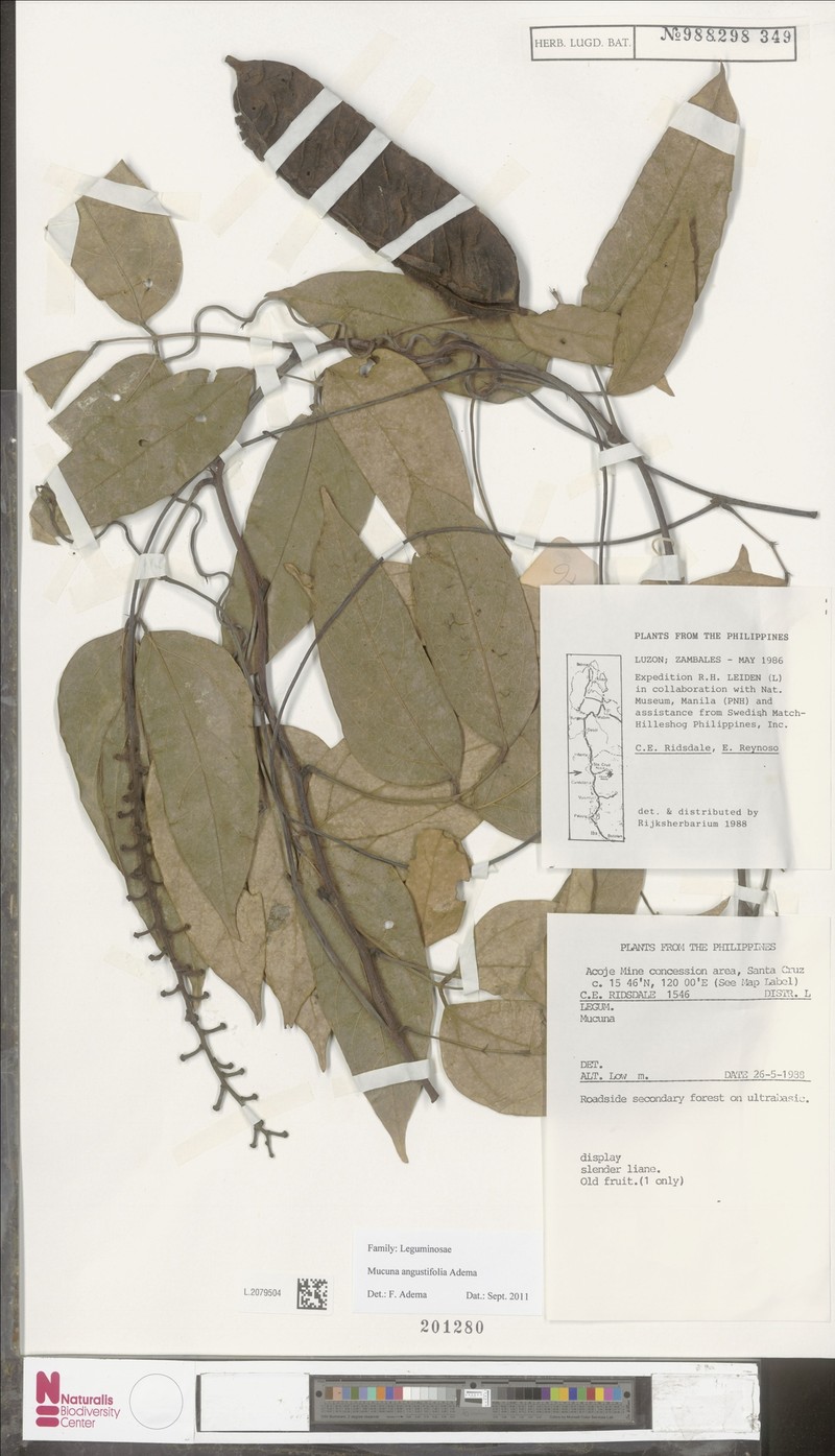 Mucuna angustifolia photo 5