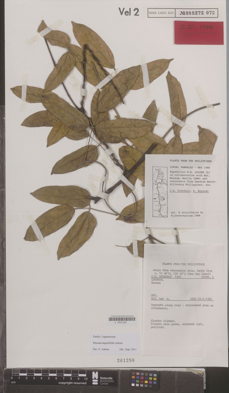 Mucuna angustifolia photo 6