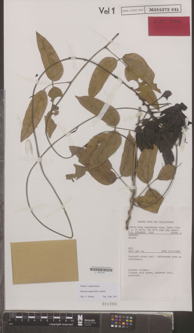 Mucuna angustifolia photo 7