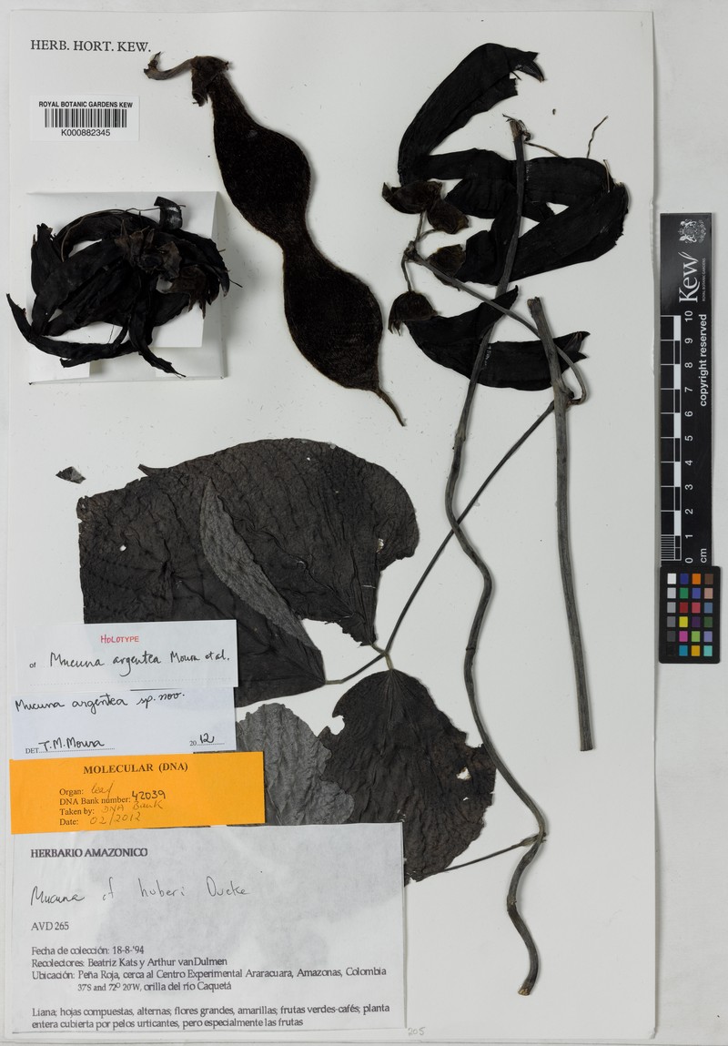 Mucuna argentea