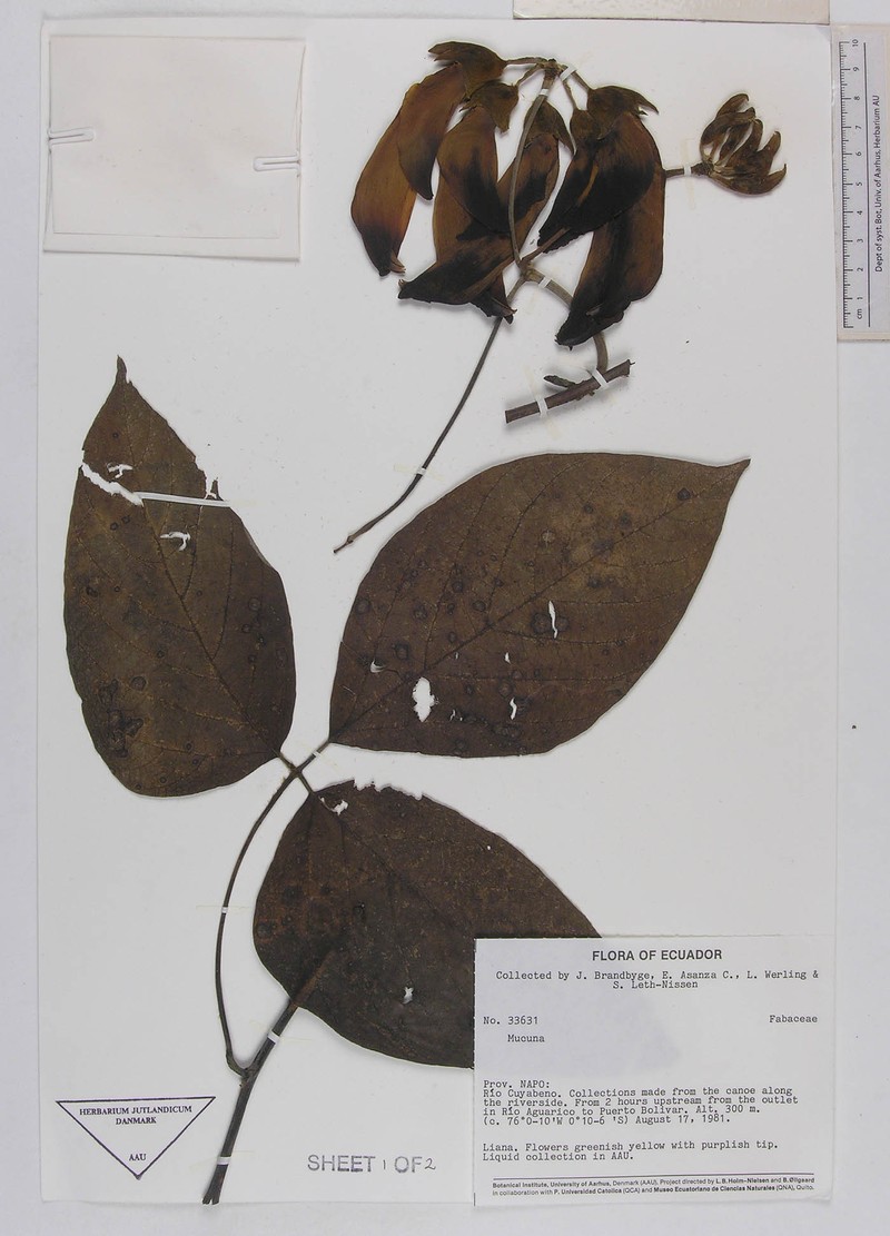 Mucuna argentea photo 2