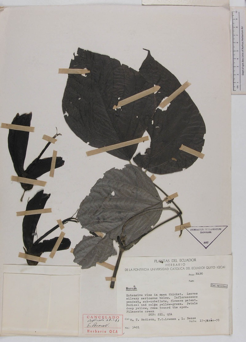 Mucuna argentea photo 3