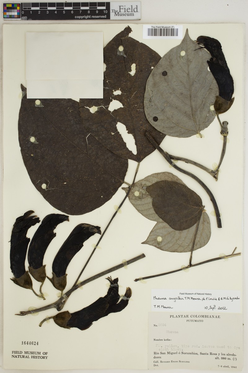 Mucuna argentea photo 4