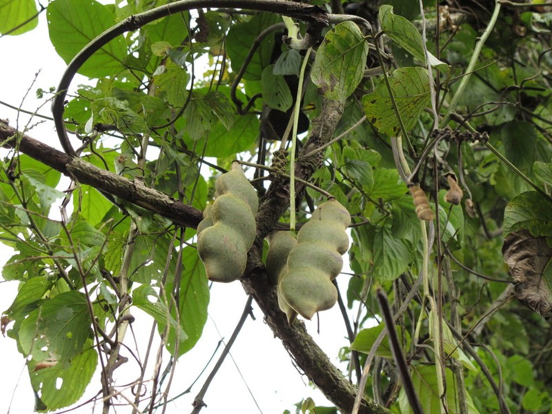 Mucuna argyrophylla