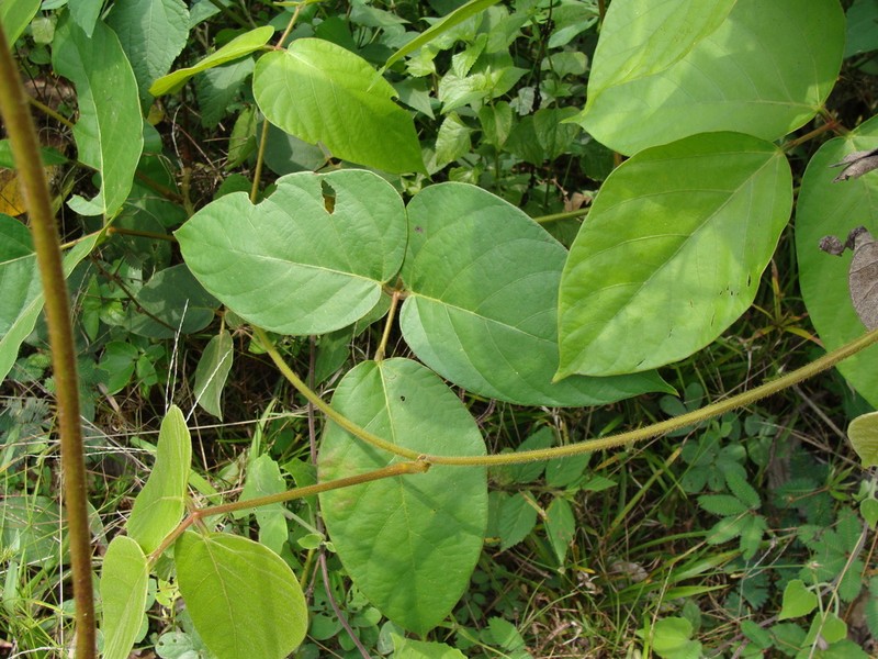 Mucuna argyrophylla photo 2