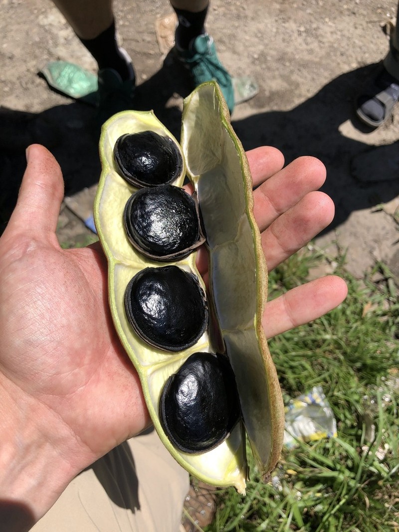 Mucuna argyrophylla photo 3