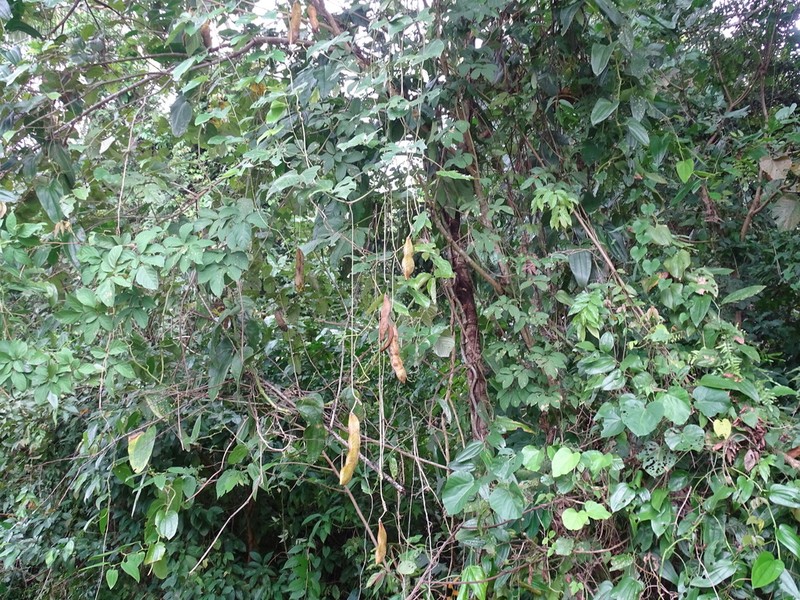 Mucuna argyrophylla photo 4