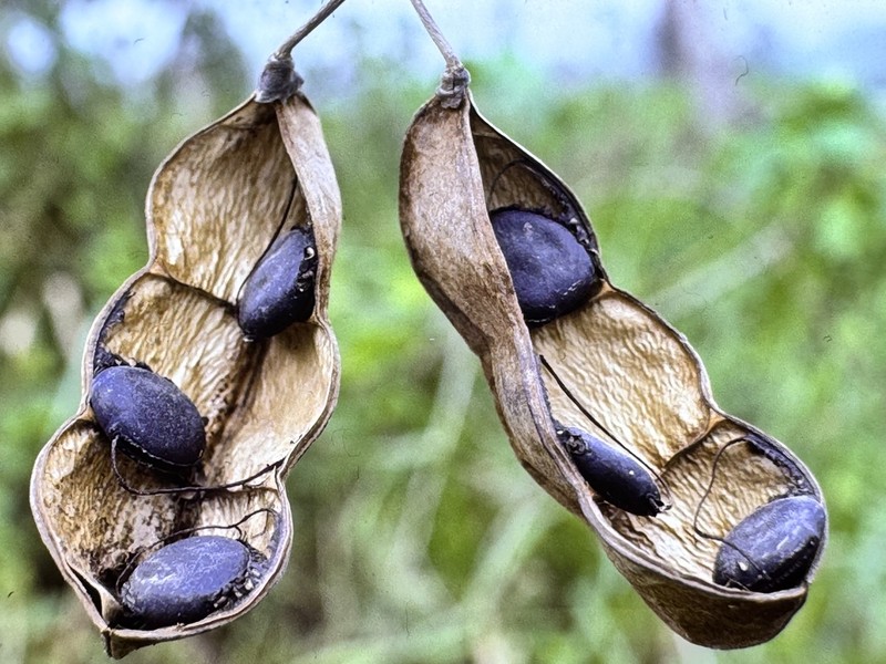 Mucuna argyrophylla photo 5