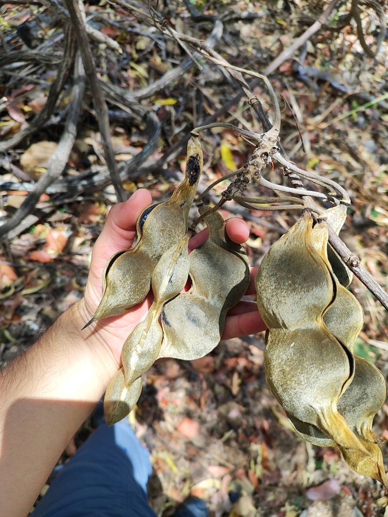 Mucuna argyrophylla photo 6