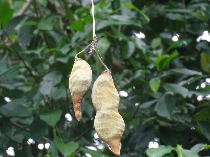 Mucuna argyrophylla photo 7