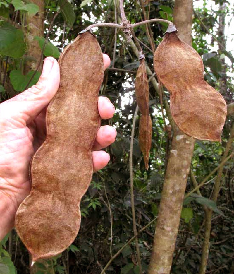 Mucuna argyrophylla photo 8