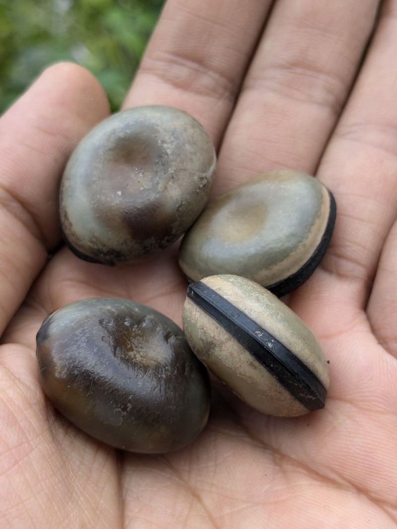 Mucuna atropurpurea