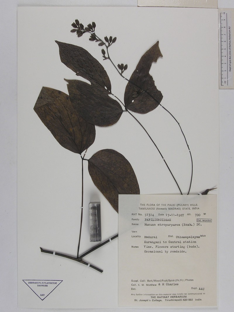 Mucuna atropurpurea photo 2